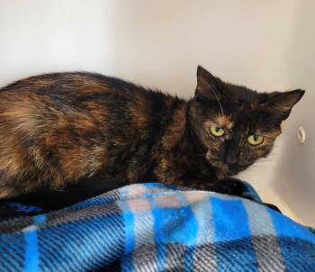 Twix -  Tortoiseshell and Domestic Short Hair Cat for Adoption in Oakland, California - Twix | PetCurious