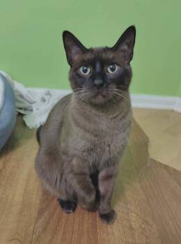 Ms Kitty -  Burmese Cat for Adoption in Chicago, Illinois - Ms Kitty | PetCurious