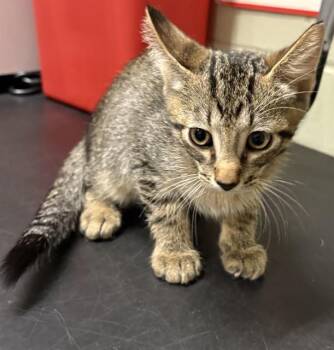 DEMITRIUS -  Domestic Short Hair Cat for Adoption in Minneapolis, Minnesota - DEMITRIUS | PetCurious