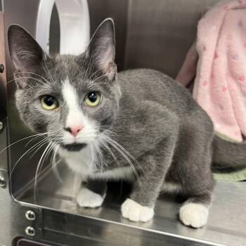 Grey -  Domestic Short Hair Cat for Adoption in Fort Wayne, Indiana - Grey | PetCurious