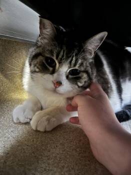 Domestic Short Hair Cats Available for Adoption in Santa Rosa, California - Zephyn | PetCurious