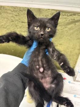 A1920151 -  Domestic Short Hair Cat for Adoption in Riverside, California - A1920151 | PetCurious