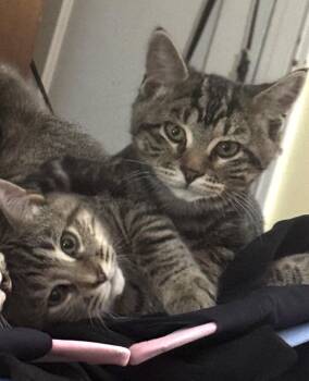 Rescue Domestic Short Hair Cats for Adoption in Fairfax, Virginia - Half Pint And Pee Wee | PetCurious