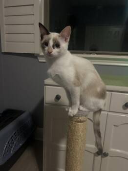 Biscoff -  Siamese Cat for Adoption in Austin, Texas - Biscoff | PetCurious
