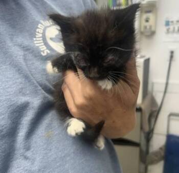 Sue Lee Foster 3 -  Domestic Short Hair Cat for Adoption in Sullivan, Indiana - Sue Lee Foster 3 | PetCurious