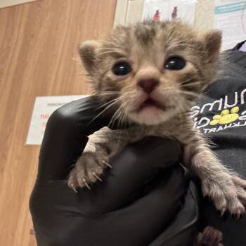 Naranja -  Domestic Short Hair Cat for Adoption in Bristol, Indiana - Naranja | PetCurious