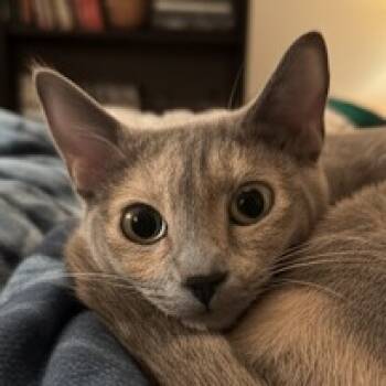 Rescue Domestic Short Hair Cats for Adoption in Brea, California - Empress | PetCurious