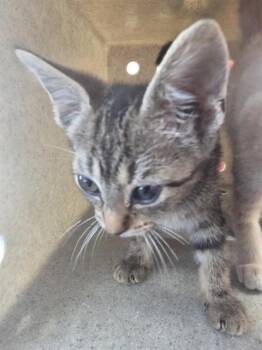 A799775 -  Domestic Short Hair Cat for Adoption in Louisville, Kentucky - A799775 | PetCurious