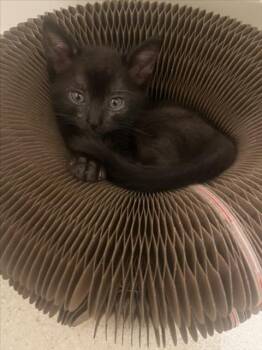 *STORMY -  Domestic Short Hair Cat for Adoption in Woodland, California - *STORMY | PetCurious