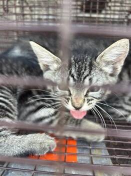 A657730 -  Domestic Short Hair Cat for Adoption in Houston, Texas - A657730 | PetCurious