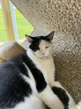 Rescue Domestic Short Hair Cats for Adoption in Chuckey, Tennessee - Olive NC | PetCurious