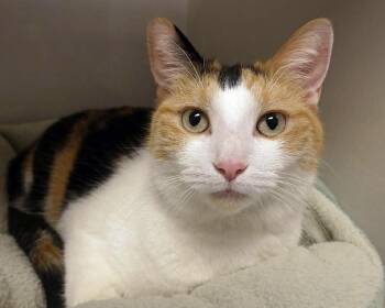 Domestic Short Hair Cats Available for Adoption in Butler, New Jersey - Annie | PetCurious