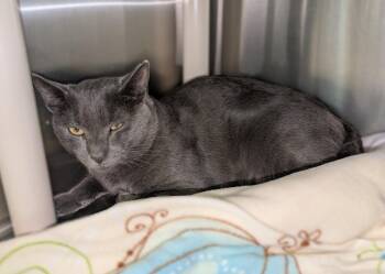 Rescue Domestic Short Hair Cats for Adoption in La Crescent, Minnesota - WESTON | PetCurious