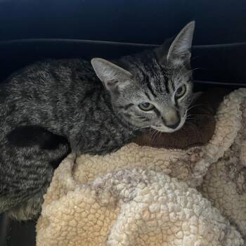 Winks -  Domestic Short Hair Cat for Adoption in Los Angeles, California - Winks | PetCurious