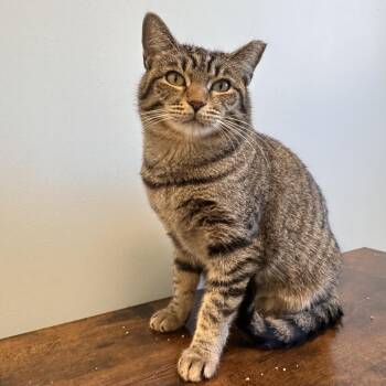 Andy -  Domestic Short Hair Cat for Adoption in Boston, Massachusetts - Andy | PetCurious