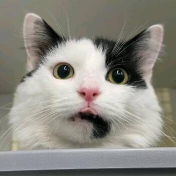 MooMoo -  Domestic Long Hair Cat for Adoption in Buffalo, New York - MooMoo | PetCurious