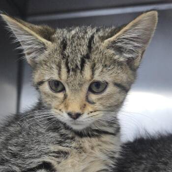 Tutti Fruity 26-0178 -  Domestic Short Hair Cat for Adoption in Yanceyville, North Carolina - Tutti Fruity 26-0178 | PetCurious