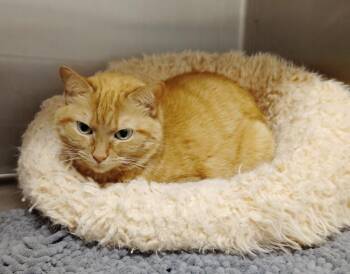 Cookie -  Domestic Short Hair Cat for Adoption in Clarksville, Tennessee - Cookie | PetCurious