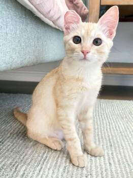 Rescue Domestic Short Hair Cats for Adoption in San Francisco, California - Julius | PetCurious