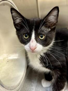 Banana Pepper -  Domestic Short Hair Cat for Adoption in Wichita, Kansas - Banana Pepper | PetCurious