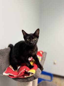 Darla -  Domestic Short Hair Cat for Adoption in Mineral Point, Wisconsin - Darla | PetCurious