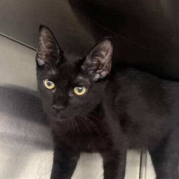 Link -  Domestic Short Hair Cat for Adoption in Reno, Nevada - Link | PetCurious