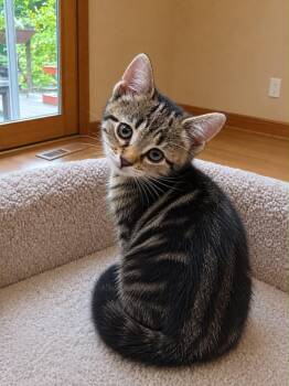 Cutie -  Domestic Short Hair Cat for Adoption in Westfield, Massachusetts - Cutie | PetCurious