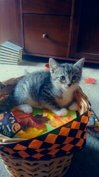 Rescue Domestic Short Hair Cats for Adoption in Lawrenceville, Georgia - Huey | PetCurious