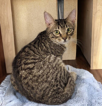 Rescue Tabby and Domestic Short Hair Cats for Adoption in Gilbert, Arizona - Diego | PetCurious