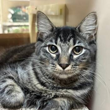 Stormy -  Domestic Short Hair Cat for Adoption in Richmond, Virginia - Stormy | PetCurious