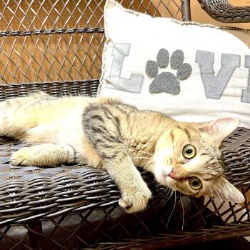 Tabby -s -  Domestic Short Hair Cat for Adoption in Sequatchie, Tennessee - Tabby -s | PetCurious