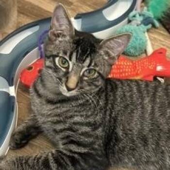 Soul -  Tabby Cat for Adoption in Phoenix, Arizona - Soul | PetCurious