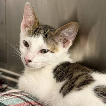 Forklift -  Domestic Short Hair Cat for Adoption in Gloucester, Virginia - Forklift | PetCurious