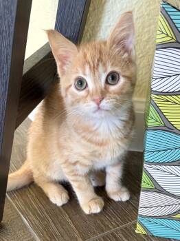 Evander -  Tabby Cat for Adoption in Plano, Texas - Evander | PetCurious