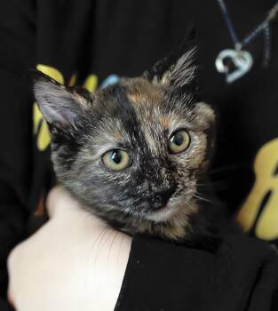 Domestic Short Hair Cats Available for Adoption - Evelyn | PetCurious