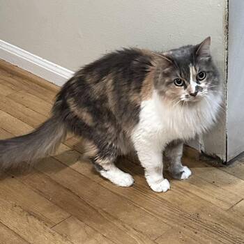 Domestic Long Hair Cats Available for Adoption - Sahara OS 0418 | PetCurious