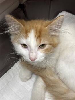 RAYMOND -  Domestic Short Hair Cat for Adoption in Las Vegas, Nevada - RAYMOND | PetCurious