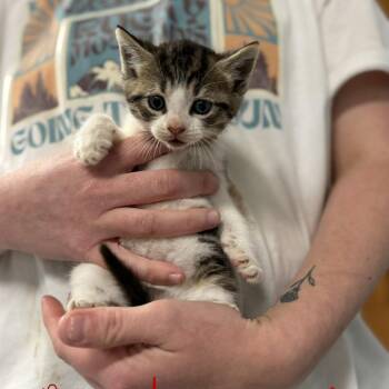 McDreamy -  Domestic Short Hair Cat for Adoption in Johnson City, Tennessee - McDreamy | PetCurious