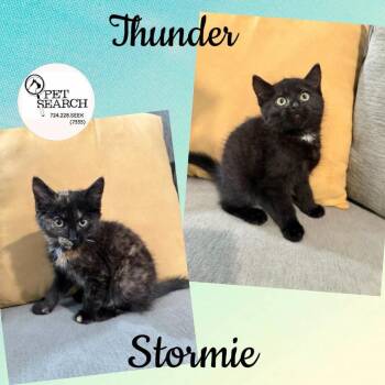 Stormie -  Domestic Short Hair Cat for Adoption in Washington, Pennsylvania - Stormie | PetCurious