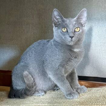 Rescue Russian Blue Cats for Adoption in Memphis, Tennessee - Howard | PetCurious