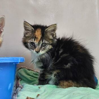 Kestrel -  Domestic Medium Hair Cat for Adoption in Ridgely, Maryland - Kestrel | PetCurious