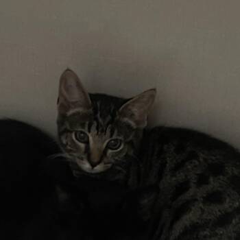 Sue -  Domestic Short Hair Cat for Adoption in Fairmont, West Virginia - Sue | PetCurious