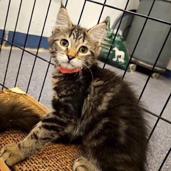 Cinco -  Domestic Short Hair Cat for Adoption in Lakewood, Colorado - Cinco | PetCurious