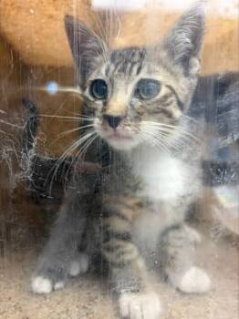 SIMPSON -  Domestic Short Hair Cat for Adoption in Stockton, California - SIMPSON | PetCurious