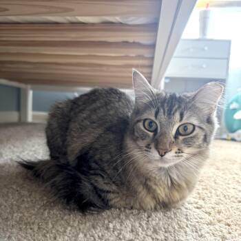Playful & Pretty Patina - The Wand Toy & Treat Enthusiast -  Domestic Medium Hair Cat for Adoption - Playful & Pretty Patina - The Wand Toy & Treat Enthusiast | PetCurious