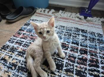 Sunflower -  Domestic Short Hair Cat for Adoption in Wheaton, Illinois - Sunflower | PetCurious