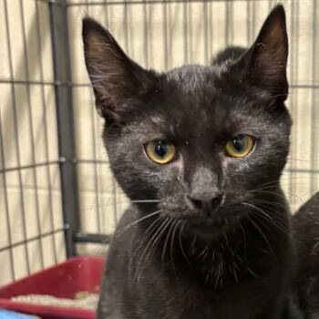 Atlas -  Domestic Short Hair Cat for Adoption in Toms Brook, Virginia - Atlas | PetCurious
