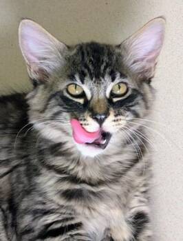Peanut -  Domestic Medium Hair and Domestic Short Hair Cat for Adoption in Bellevue, Washington - Peanut | PetCurious