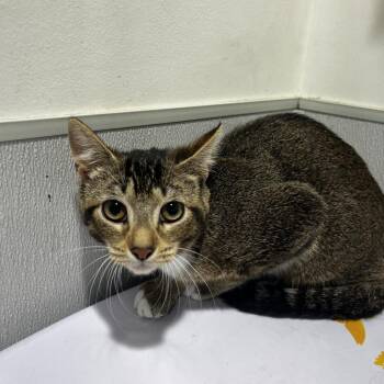 Domestic Long Hair Cats Available for Adoption - Sasha | PetCurious