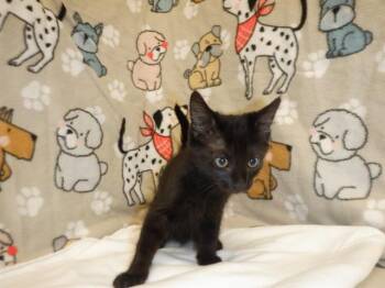 INK SPOT -  Domestic Short Hair Cat for Adoption in San Jose, California - INK SPOT | PetCurious